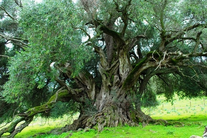 L'albero di ulivo: benedetta longevità